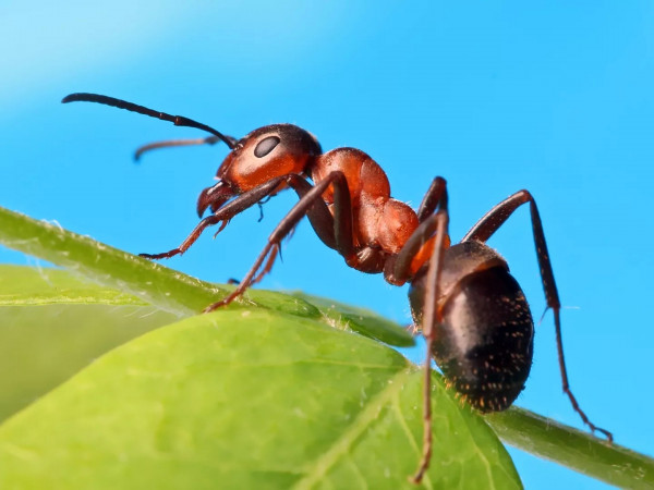 Изображение телепередачи: Царство муравьёв