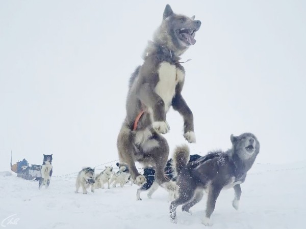 Изображение телепередачи: Собаки во льдах
