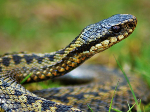 Изображение телепередачи: Змеи. Тайны самых смертоносных созданий на Земле