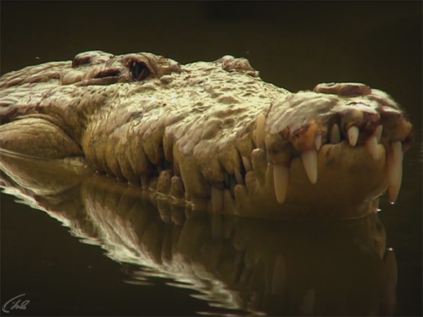 Изображение телепередачи: В логове крокодила