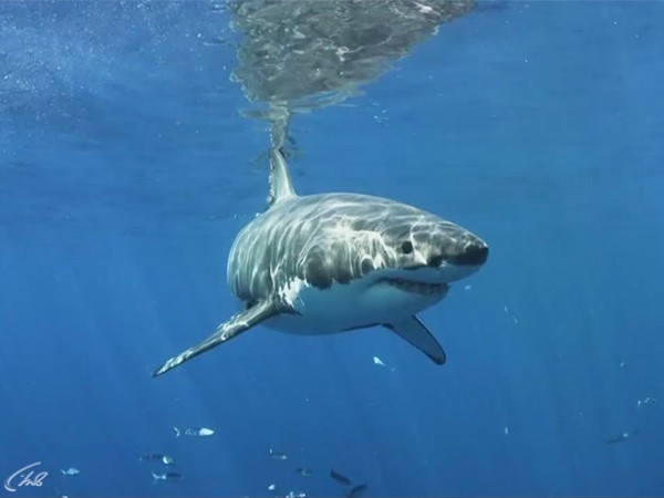Изображение телепередачи: Самые большие акулы